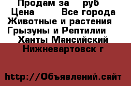 Продам за 50 руб. › Цена ­ 50 - Все города Животные и растения » Грызуны и Рептилии   . Ханты-Мансийский,Нижневартовск г.